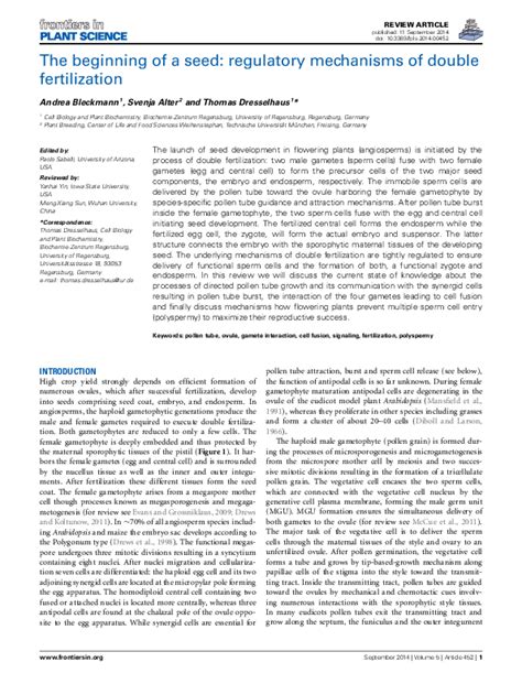 The beginning of a seed: regulatory mechanisms of double .